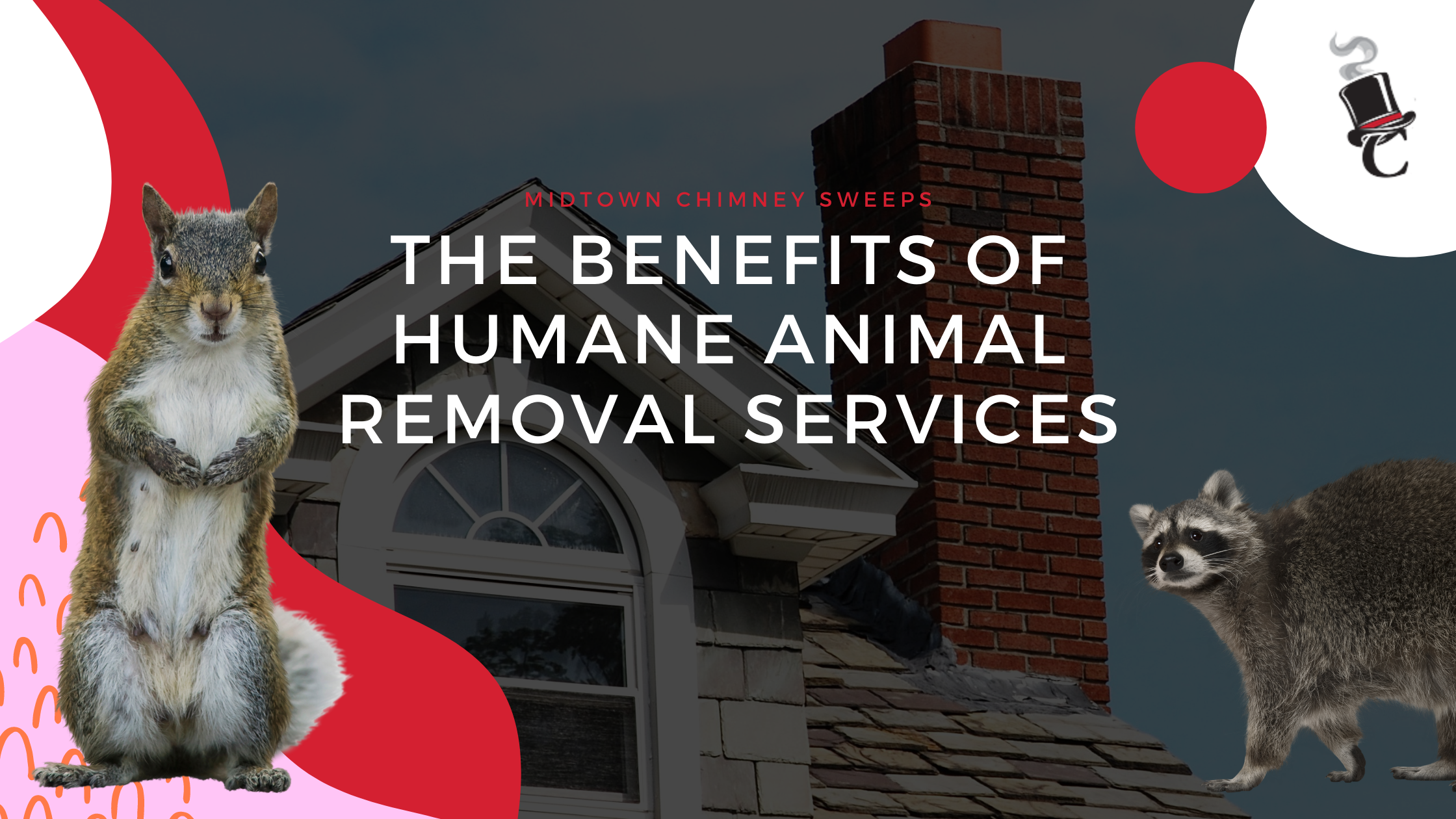 The Benefits of Humane Animal Removal Services - Chimney Sweeps, Fireplace  Repairs, and Installations